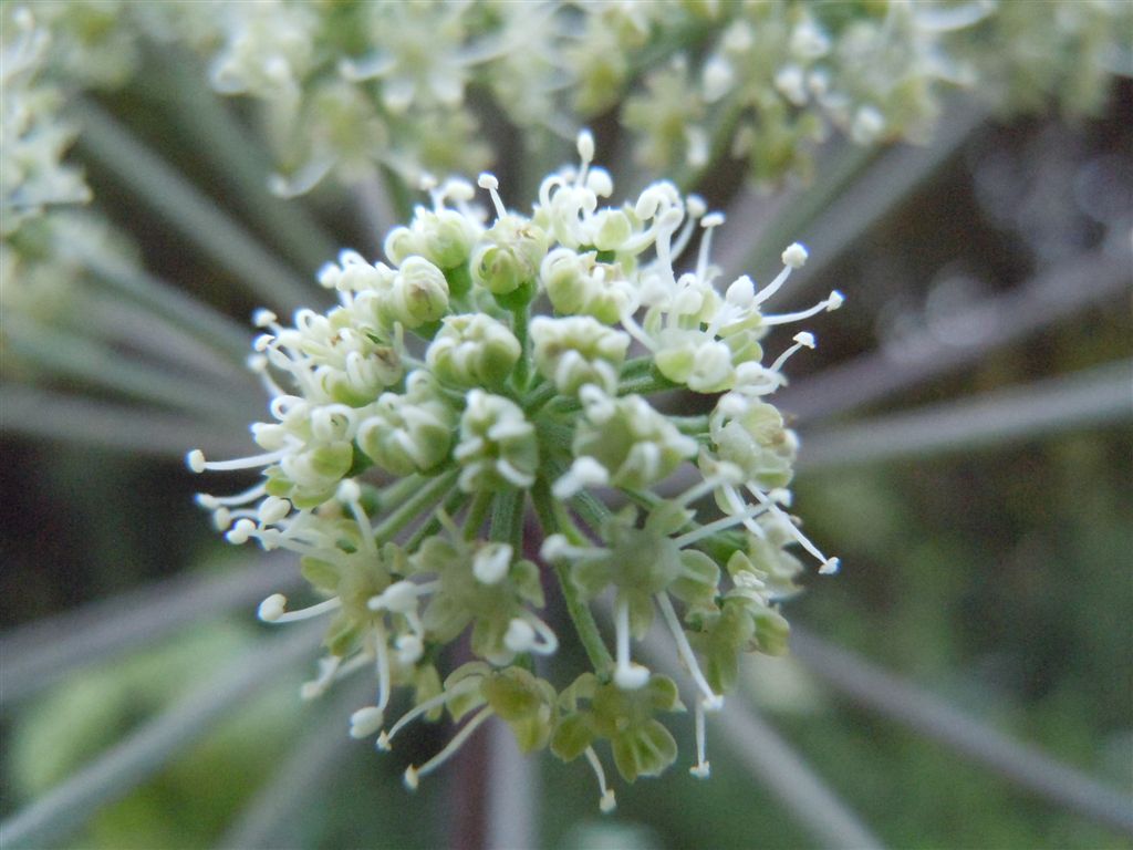 Grande Apiacea - cfr. Angelica sylvestris